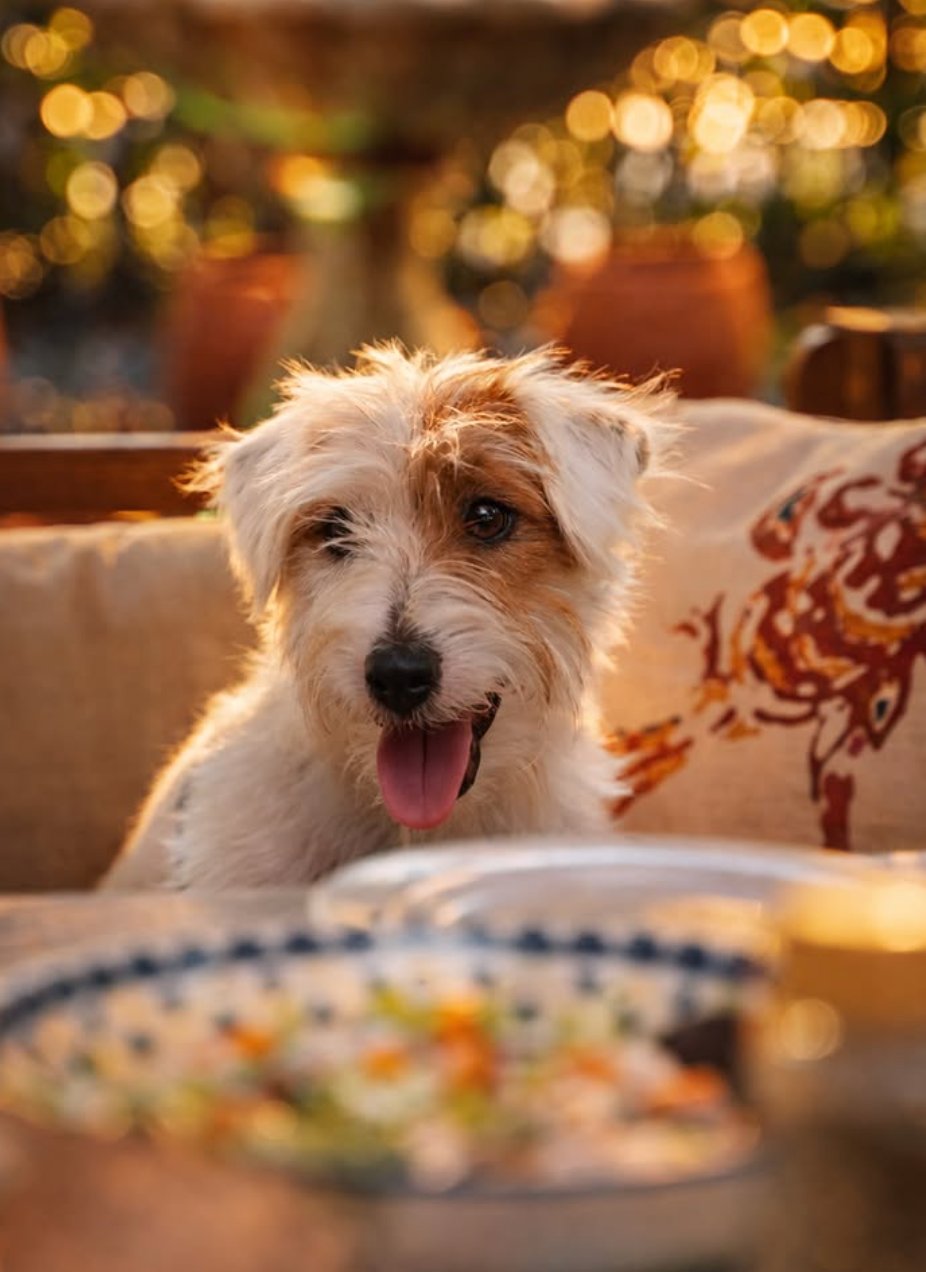 A dog at a garden table at Playlys, Sathorn