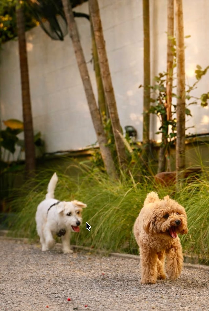 Two dogs walking through the Playlys garden
