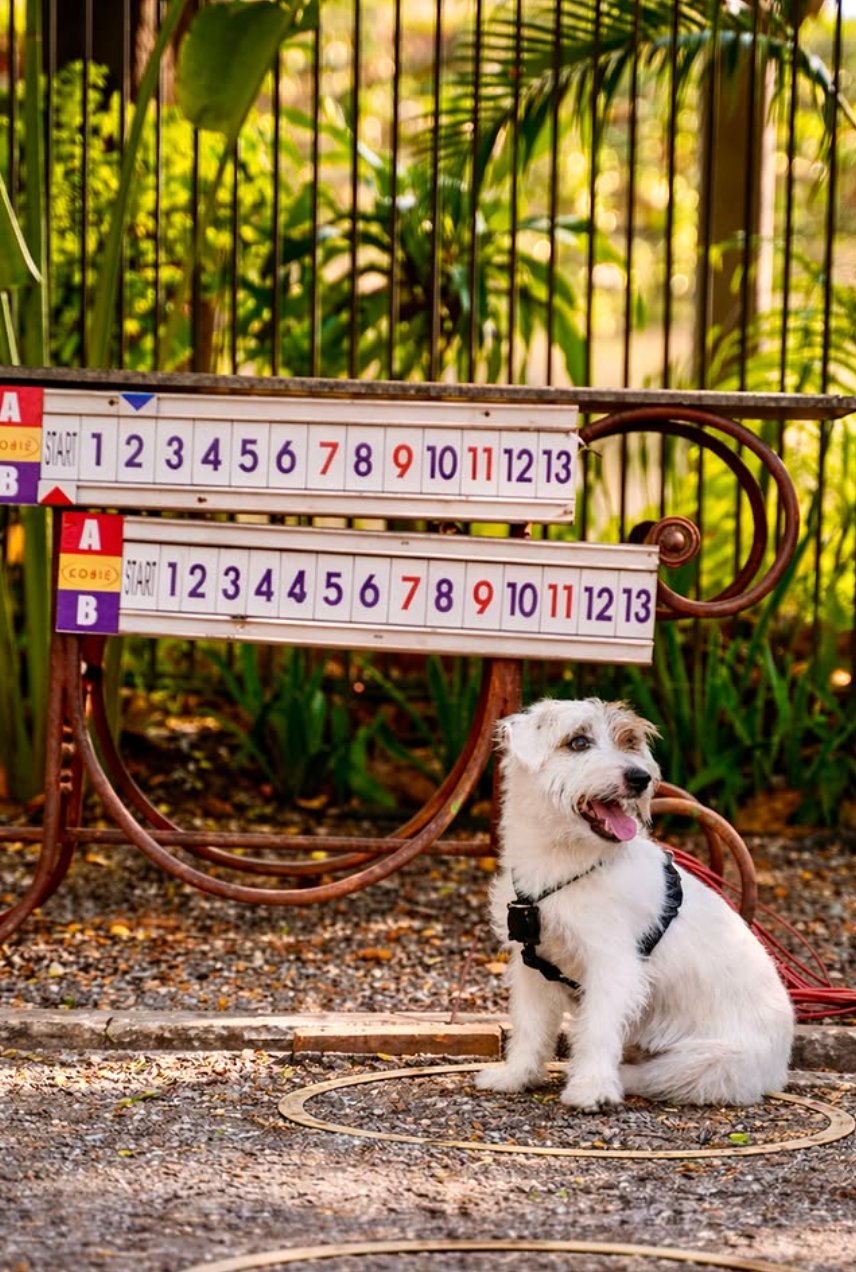 A dog beside the p&eacute;tanque court at Playlys